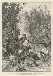 Expedição de Socorro Emin Pasha do Sr. HM Stanley, procurando suprimentos para o Campo de Yambuya