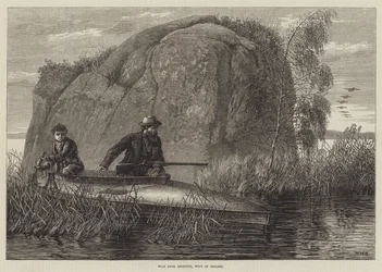 Tiro de pato selvagem, gravura do oeste da Irlanda