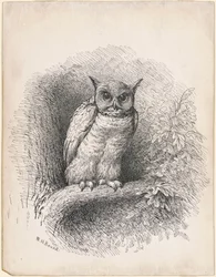 Coruja