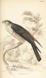 Falcão africano cuco ou falcão cuco, Aviceda cuculoides