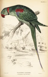 Periquito Alexandrino ou papagaio Alexandrino, Psittacula eupatria