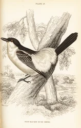 Picanço-de-dorso-preto, Dryoscopus cubla