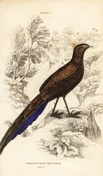 Faisão-pavão-de-cauda-bronzeada ou faisão-pavão-de-Samatra