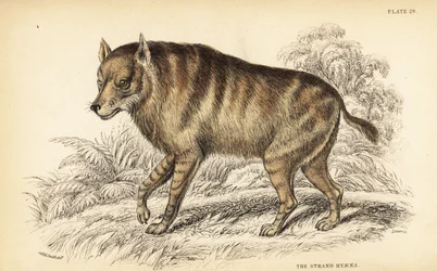 Hiena castanha ou estrangolóide, Hyaena brunnea (Hyaena hyena, Hyaena villosa)