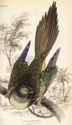 Papagaio-arborrego ou cone patagônico, Cyanoliseus patagonus