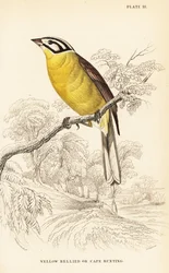 Cape bunting, Emberiza capensis (Pão de barriga amarela, Fringillaria capensis)