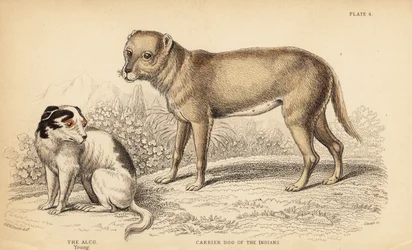 Cão portador dos índios ou Techichi do México, ancestral dos chihuahua, Canis lupus familiaris, e um jovem cão Alco, Yzi-cuinte potzotli no México, Canis lupus familiaris (Canis alco)