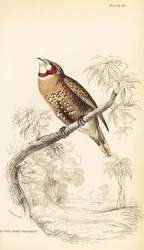 Tentilhão de garganta cortada ou de fitas, Amadina fasciata