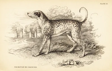Cão dálmata ou cão treinador, Canis lupus familiaris