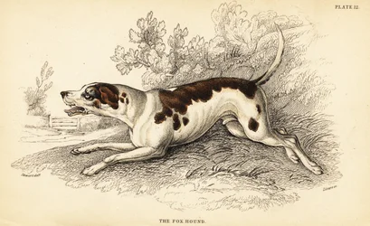 Cão raposo, Canis lupus familiaris