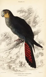 Cacatua-negra-lustrosa, Calyptorhynchus lathami