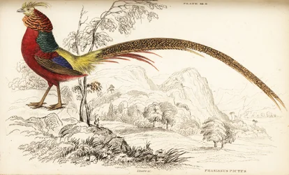 Faisão dourado ou faisão chinês, Chrysolophus pictus (Phasianus pictus)