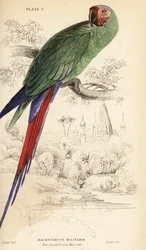 Grande arara verde, Ara ambiguus
