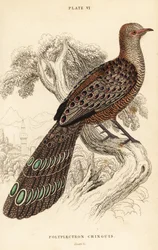 Faisão-pavão-cinzento ou faisão-pavão-birmanês, Polyplectron bicalcaratum