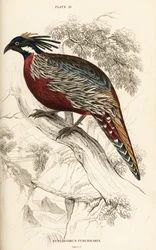 Faisão de Koklass, Macrolopha de Pucrasia