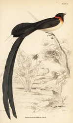 Viúva-do-paraíso-de-cauda-longa, Vidua paradisaea