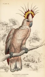 Cacatua-do-major-Mitchell, Lophochroa leadbeateri