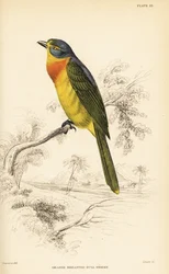 Bushshrike de peito laranja ou bushrike de peito enxofre, Chlorophoneus sulfureopectus