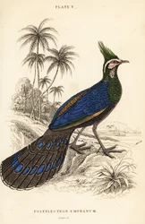 Faisão-pavão-de-Palawan, Polyplectron napoleonis