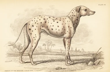 Pai do moderno cão treinador, Canis lupus familiaris