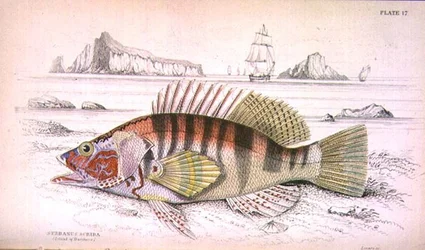 Placa 17 Serbanus Scriba (Ilha de Baziluzzo), gravada pelo artista da 