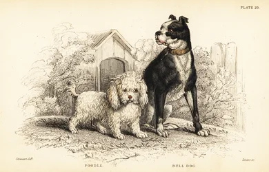 Caniche, Canis aquaticus, e bulldog, Canis anglicus