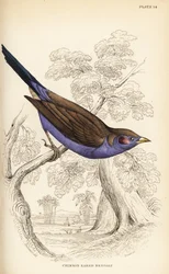 Cordão de bochecha vermelha, Uraeginthus bengalus