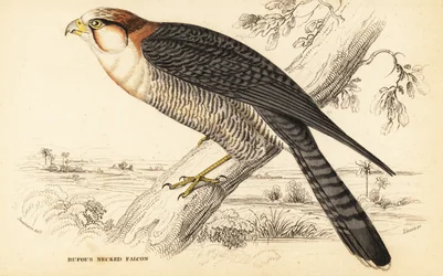 Falcão de pescoço vermelho, falco chicquera ruficollis