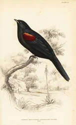 Cuckooshrike de ombros vermelhos, macho, Campephaga phoenicea