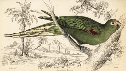 Arara de ombros vermelhos, Diopsittaca nobilis