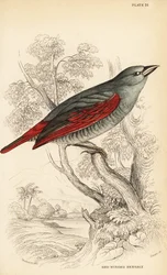 Pytilia de asas vermelhas, Pytilia phoenicoptera (Pytilia bengaly de asas vermelhas, Pytilia phaenicoptera)