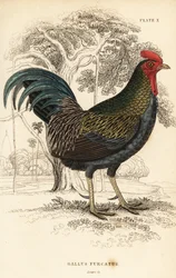 Ave da selva vermelha, Gallus gallus javanicus