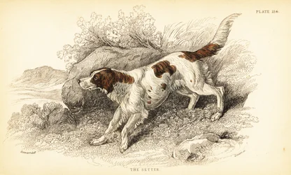 Setter, Canis lupus familiaris (índice de Canis)