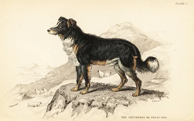 Cão pastor ou cão pastor de ovelha, Canis lupus familiaris (Canis domesticus)