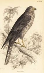 Sooty falcon, Falco concolor