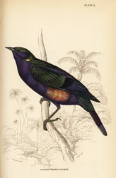 Esplêndido estorninho brilhante (Senegal), Lamprotornis esplendidus chrysonotis (Grakle de ouvido dourado, Lamprotornis chrysonotis)