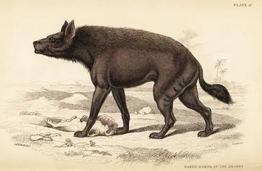 Hiena listrada, Hyaena hyaena hyaena (Hyaena nua do deserto, Hyaena vulgaris)