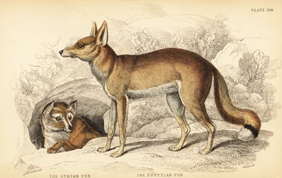 raposa síria ou Taalebe, thaleb Vulpes (ou raposa de Blanford, Vulpes cana?) e raposa egípcia ou Sabora, Vulpes vulpes niloticus