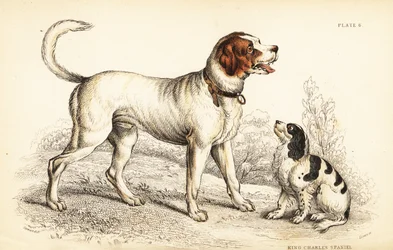 O cão alpino ou Grande São Bernardo, Canis lupus familiaris, e o rei Charles spaniel, Canis lupus familiaris (Canis extrarius)
