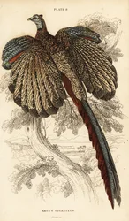 O grande argus, Argusianus argus (Argus pheasant ou argus gigantesco, Argus giganteus)