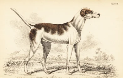 O cão de caça oriental, Canis lupus familiaris