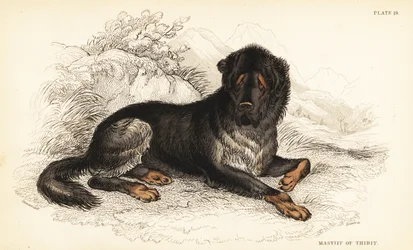 Mastim tibetano, Canis lupus familiaris (Mastim do Tibete, Canis urcani)