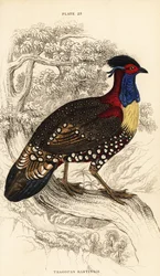 Tragopan ocidental ou tragopan de chifre ocidental, macho, Tragopan melanocephalus