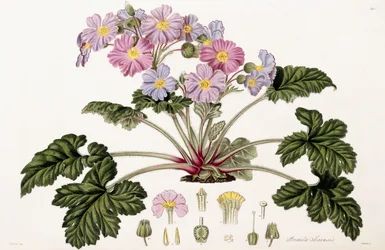 Margarida China, 1821-1826