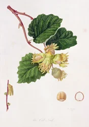 A noz de espiga, 1816