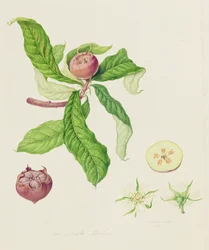 A nêspera holandesa, 1816