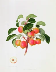 O Tartarian Crab Apple, 1819