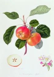 A Maçã Trumpington, 1819