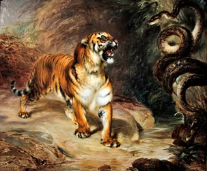 Tigre e pitão