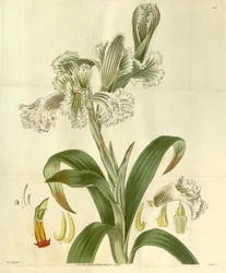 Cloraea bletioides
